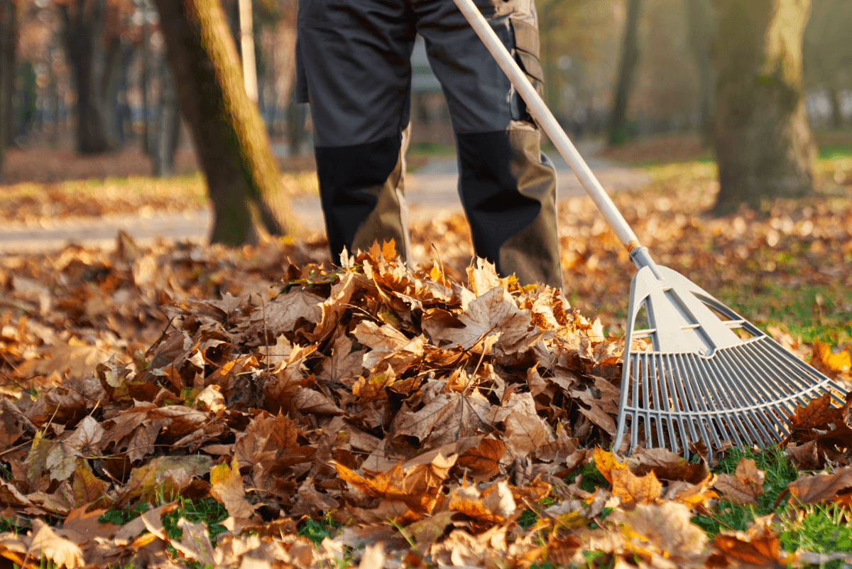 Leaf Removal in Norfolk project 3