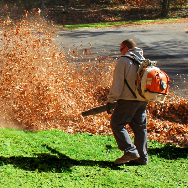 Leaf Removal in Norfolk project 4