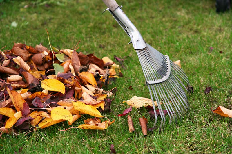 Leaf Removal in Norfolk project 5
