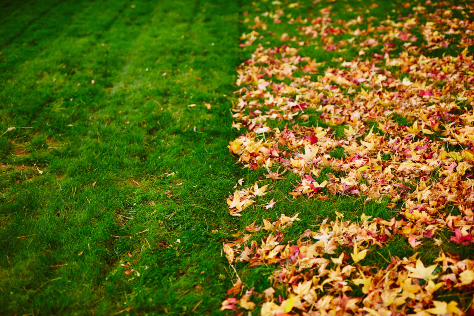 Leaf Removal in Norfolk project 6