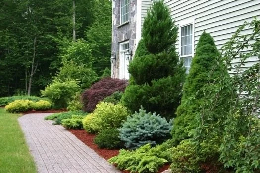 Tree & Shrub Planting in Suffolk project 9