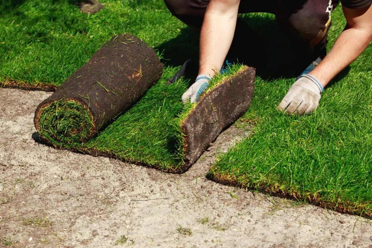 Sod Installation in Chesapeake project 5